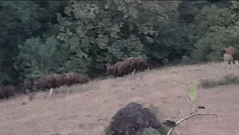 कोल्हापूर : मादळे येथे पुन्हा पंधरा गव्यांचा कळप, शेतीचे केले मोठे नुकसान