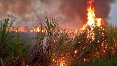 कोल्हापूर : कबनूरमध्ये पंधरा एकरातील ऊस जळून खाक, ३० लाखाहून अधिक नुकसान
