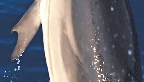 अंगठा असलेल्या अत्यंत दुर्मीळ डॉल्फिनचा शोध