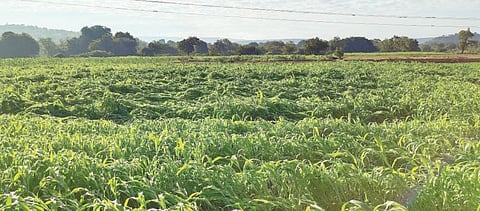 पावसाची ‘अवकळा’..कही खुशी, कही गम !