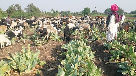 दुर्दैवी ! दर पडले…कोबी, फ्लॉवरमध्ये सोडल्या मेंढ्या