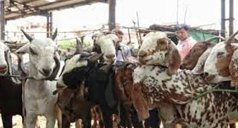 Crime News : मटण खरेदीमध्ये तब्बल 61 लाख 62 हजारांचा अपहार