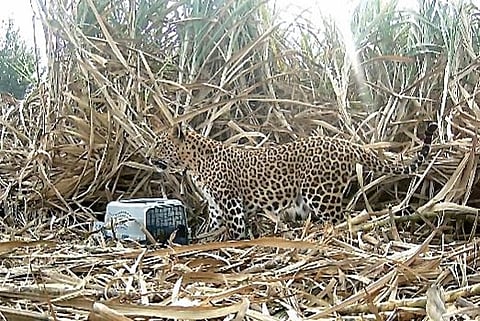 Leopard News : अखेर ‘ते’ बछडे सुखरूप आईच्या कुशीत