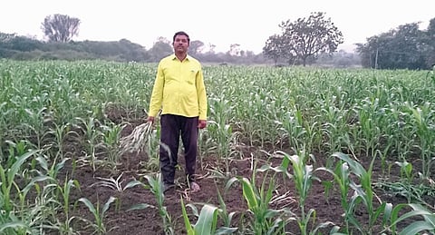 अवकाळीचा फटका अन् रानडुकरांचा उच्छाद ! शेतकरी हतबल