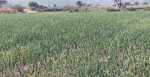 ढगाळ वातावरणामुळे कांदा पीक धोक्यात