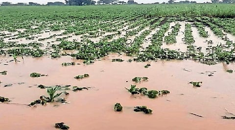 11 हजार हेक्टर ‘रब्बी’ ला ढगाळ हवामानाचा फटका