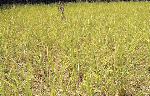 Pune : सिंहगड भागात रानडुकरांचा हैदोस