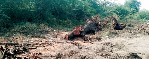 सणसरला जलजीवन तलावासाठी झाडांची कत्तल