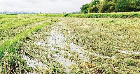 अखेर शेवगाव तालुका दुष्काळी !