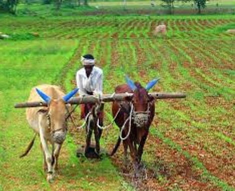 पीक विमा उतरविण्यात शेतकर्‍यांचा सहभाग वाढला 