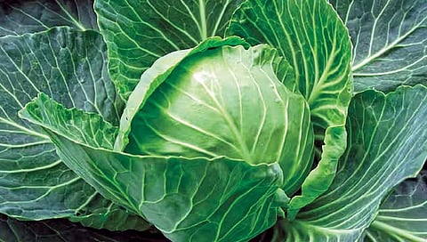 कोबीची भाजी आरोग्यासाठी गुणकारी