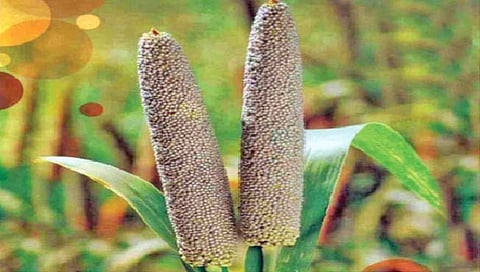 ‘या’ राज्यात होते बाजरीचे सर्वाधिक उत्पादन