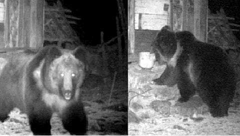 भारतात पहिल्यांदाच दिसले तपकिरी तिबेटी अस्वल!