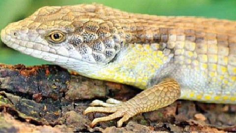 खवलेधारी सरड्याच्या प्रजातीचा शोध