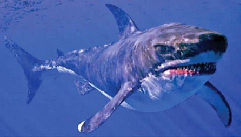 50 फुटांचे मेगालोडन दिसत नव्हते ग्रेट व्हाईट शार्कसारखे?