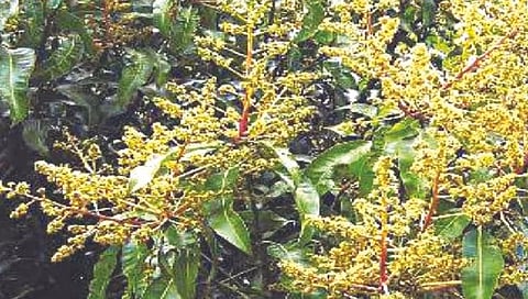 Thane News: वसईत अवकाळीमुळे फळबागा, पिकांवर पसरली अवकळा