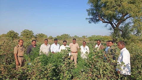 बीड : काजळा येथे छापा टाकून २० किलो गांजा जप्त