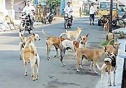 देशात श्वानदंशाच्या सर्वाधिक घटना महाराष्ट्रात