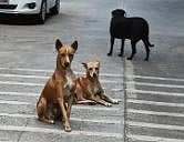 मोकाट कुत्र्यांवरील नसबंदी शस्त्रक्रिया : नेहरूनगरला आणखी एक डॉग शेड