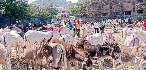 Pune : जेजुरीत गाढवांचा बाजार सुरू
