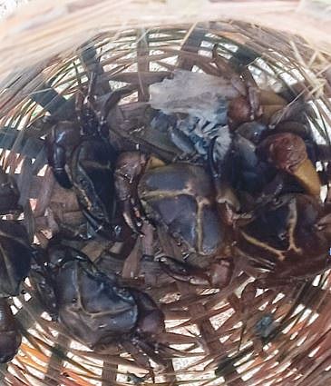 चोरांचा प्रताप ! ओढ्यातून खेकड्यांच्या पाट्या लंपास