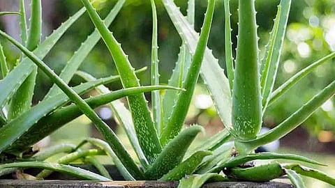 तुमच्या घरातील कोरफड विषारी तर नाही ना ? अशी ओळखा वापरायोग्य कोरफड