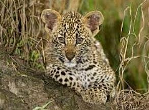 नागापूर येथे बिबट्याचा बछडा मृतावस्थेत..