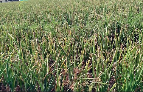 दूषित हवामानाचा कांदा पिकाला फटका : शेतकर्‍यांवर संकट