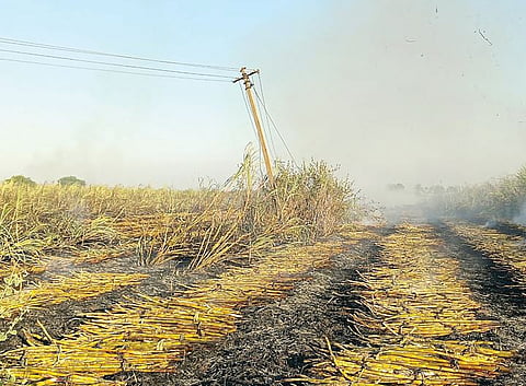 धक्कादायक : पिंपळसुटी येथील सात एकर ऊस आगीत खाक