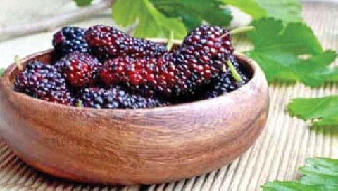 अनेक पोषक घटकांचा खजिना असते तुती!