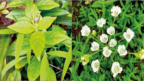 Shivaji University : शिवाजी विद्यापीठात टेस्ट ट्यूबमध्ये दुर्मीळ वनस्पतींचे संवर्धन