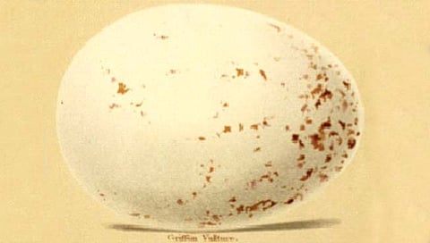 तब्बल 1700 वर्षांपूर्वीचे अंडे!