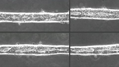 अकरा आठवड्यांच्या बाळाच्या मेंदूसारखा कृत्रिम मेंदू
