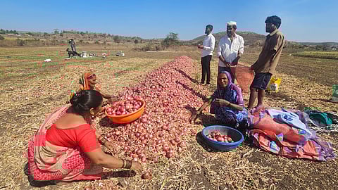 निर्यात बंदी शिथील झाल्याने कांदा भरण्यासाठी शेतकऱ्यांची लगबग