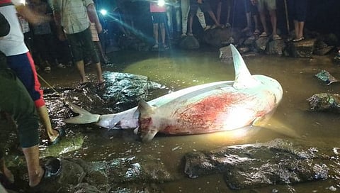Death of a shark : शवविच्छेदनात ‘त्या’ शार्क माशाच्या पोटात आढळली पंधरा पिल्ले, प्रत्येक पिल्लाचे वजन पाच किलोपेक्षा अधिक