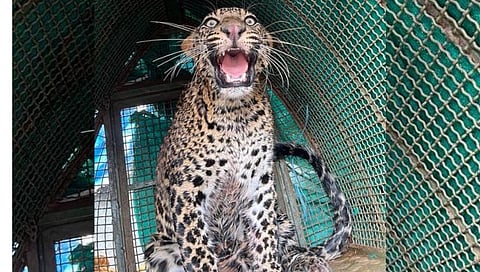 Ratnagiri News : मेढे येथे विहिरीत पडलेल्या बिबट्याला जीवदान