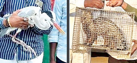 शिक्रापुरात राखी बगळ्याला, वाजेवाडीत मांजराला जीवदान