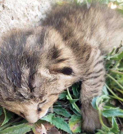 ते बिबट बछडे नसून रानमांजराची पिले !