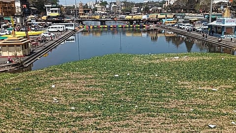 


पंचवटी : गोदावरी पात्रात मोठ्या प्रमाणात साचलेल्या पाणवेली. (छाया : गणेश बोडके)