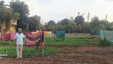 Coconut Farming Igatpuri : केळी व हळद शेतीच्या यशस्वी प्रयोगानंतर इगतपुरीत आता नारळाची लागवड