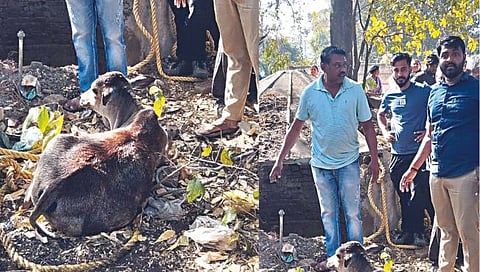 Nashik News : वासरासाठी गायीचा बारा तास हंबरडा, उपस्थितांच्या डोळ्याच्या कडा पाणावल्या