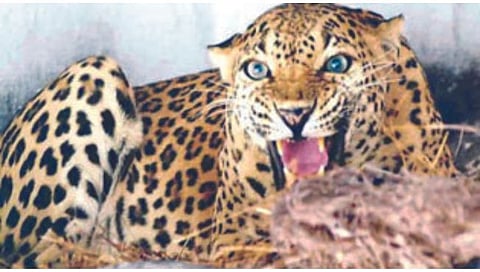 नाशिक : बंगल्याजवळ बिबट्याने डरकाळी फोडून दिलं दर्शन