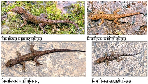 कोल्हापूर : संशोधकांकडून पालींच्या चार नव्या प्रजातींचा शोध