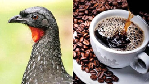 ‘या’ पक्ष्याच्या विष्ठेपासून बनते महागडी कॉफी!