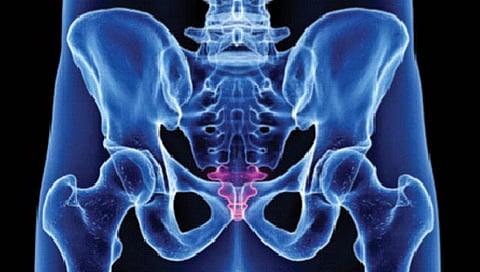 शेपूट गायब झाल्याचा मानवाला आजही त्रासच!