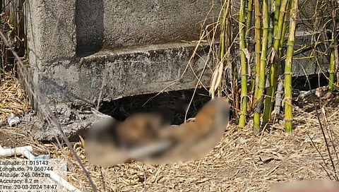 नागपूर : मौजा रुई परिसरात आढळला मृतावस्थेत वाघ, वन्यप्रेमींच्या संतापजनक प्रतिक्रिया