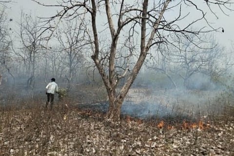 गोंदिया : आमगावच्या जंगलात वणवा भडकला; ८ एकरातील वनसंपदा नष्ट