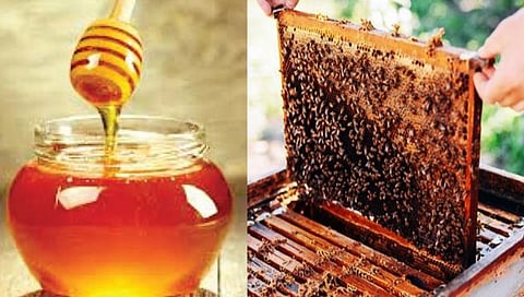 तांबडा-पांढरा रश्‍यासह आता मधामुळे कोल्हापुरची देशात ओळख