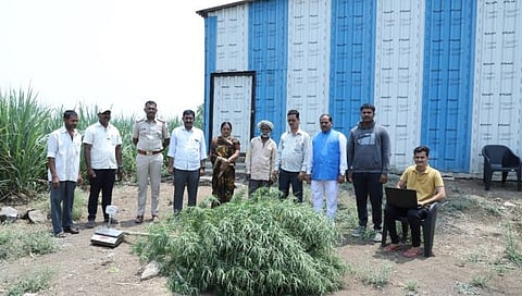 निपाणी : कोडणीत उसाच्या शेतात गांजाचे आंतरपीक; ३ लाखांचा मुद्देमाल जप्त करत पोलिसांची कारवाई