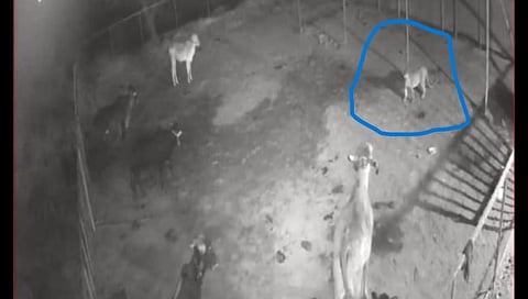 Nashik Leopard News : वासराला वाचविण्यासाठी सरसावले, जनावरांची एकी पाहून बिबट्याने ठोकली धूम